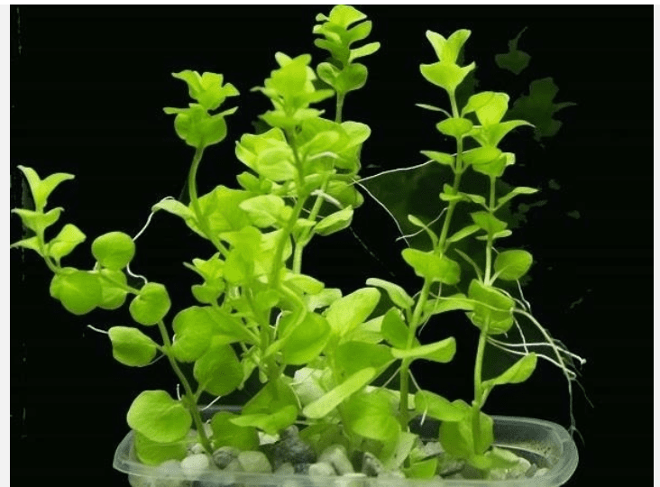 25 Bacopa Live Aquarium Plants – Freshwater Stem Plants for Aquascaping