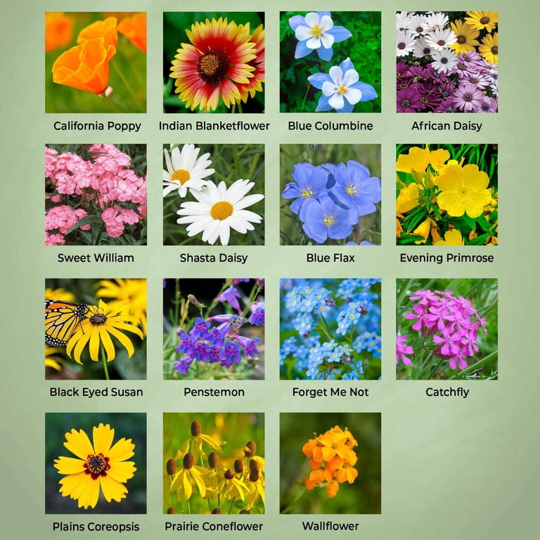 Created By Nature Wyoming Wildflower Seed Mix, 14 Flower Varieties, 53,000  Seeds