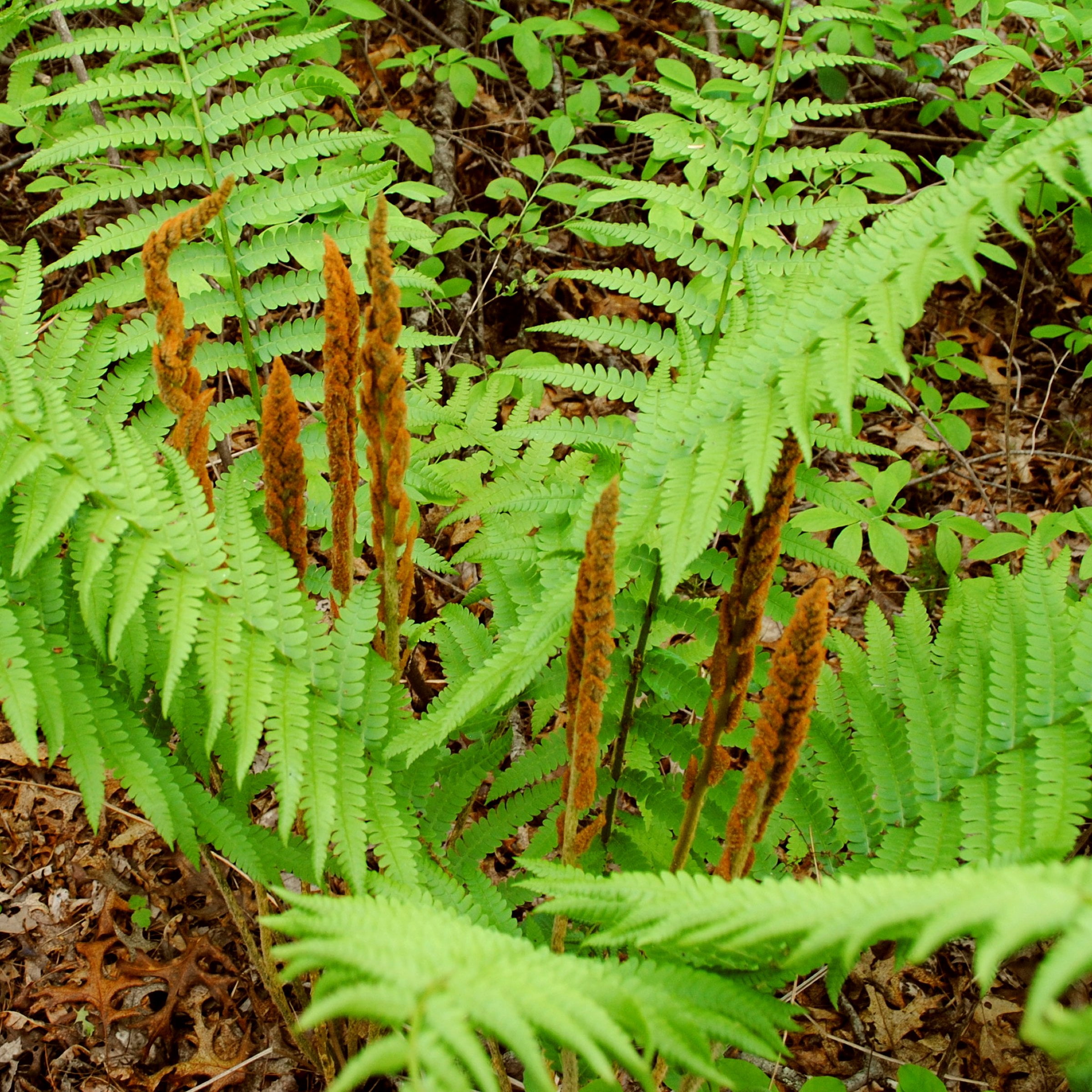 2.5 in Live Perennial Cinnamon Fern - 3 Piece