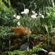 thumbnail image 5 of RKSTN Solar Light Solar Garden Lights, Forty-Two LED Daisies Lights, For Yard, Gardens Decor, 5 of 6