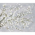 thumbnail image 2 of Jensen, Asia 23x20 White Modern Wood Framed Museum Art Print Titled - White Blossoms, 2 of 4