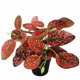 thumbnail image 1 of Pequeñas plantas verdes artificiales en la maceta Decoraciones para ventanas Adornos en la maceta Plantas de flores artificiales Suculentas Flores artificiales (hojas manchadas (rojas)) Sailing Electrónica, 1 of 2