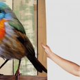 thumbnail image 3 of Pratyus Bird Shower Curtain Waterproof Bathroom Decor Set with Hooks, Kids Bathroom Shower Curtain 100% Polyester Fiber, Various Sizes 60"x72, 3 of 7
