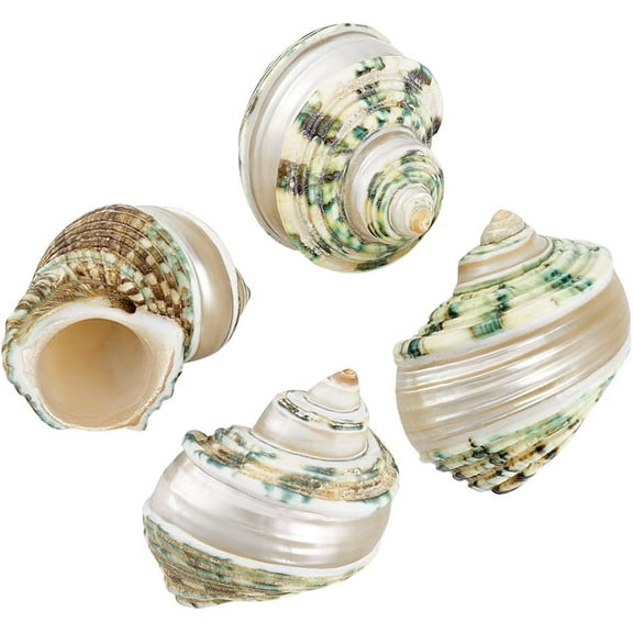 4pcs Hermit Crab Shells 2.1~2.3 inch Natural Large Sea Shells Turbo Seashells Opening Mouth 1~1.1 inch Crab Sea Shell for Fish Beach Party Decoration Crafts Making