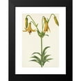thumbnail image 2 of Mary Vaux Walcott 14x18 Black Modern Framed Museum Art Print Titled - Canada Lily. Lily Canadense (1925), 2 of 5