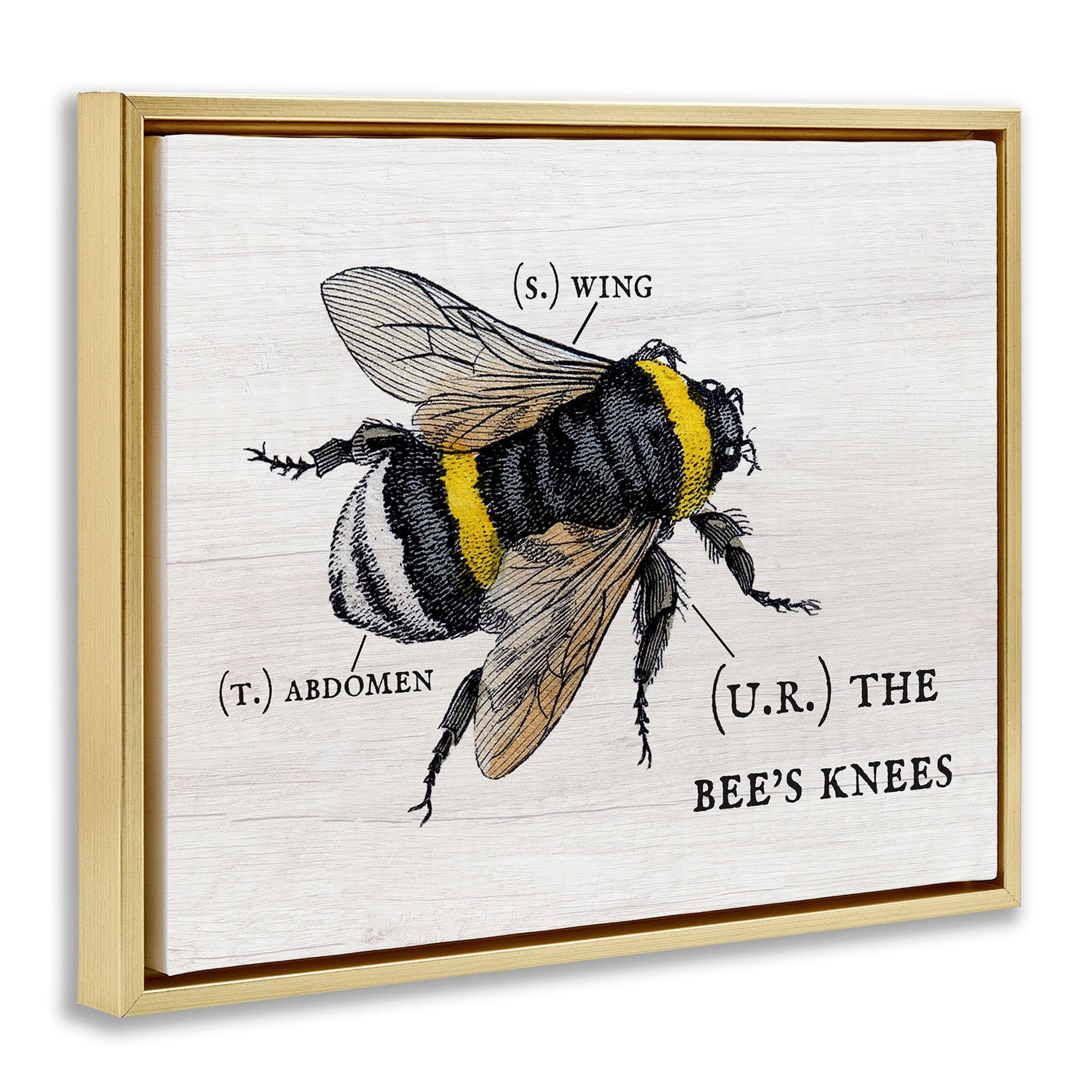 Stupell Industries Anatomy of Honey Bee Pun Charming Bee's Knees Metallic Gold Framed Floating Canvas Wall Art, 16x20, by Daphne Polselli