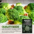 thumbnail image 4 of 2 Packs Waltham 29 Broccoli - Non-GMO Heirloom Vegetable Seeds - Full Sun Biennial, 4 of 8