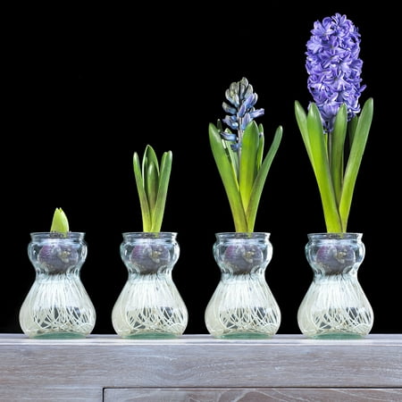 Van Zyverden Hyacinth Kit- Blue With Clear Artisan (Best Time To Plant Hyacinth Bulbs)