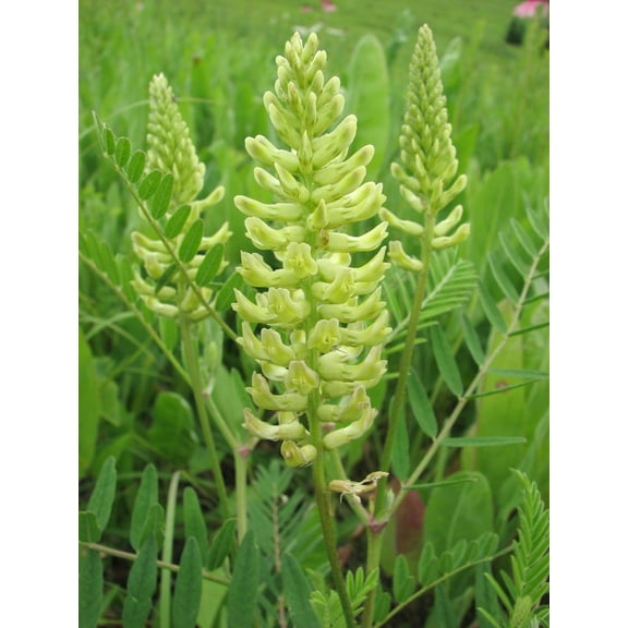 Canada Milk Vetch Seeds for Planting (50 Seeds) - Astragalus Canadensis