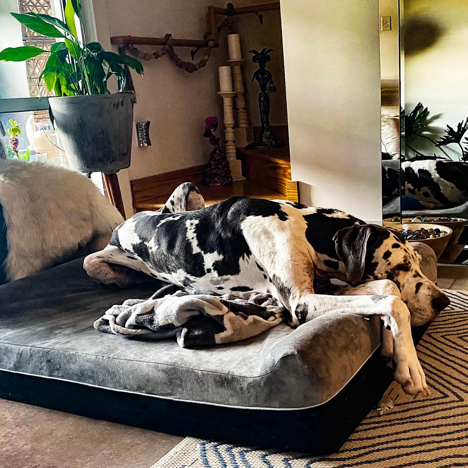 Laifug Extra Large Dog Bed with Orthopedic Memory Foam, Dog Pillow, Waterproof Liner & Washable Cover (Gray)