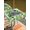 Green LightGreen, variant on Outdoor Tablecloth with Umbrella Hole and Zipper, St. Patrick's Day Rectangle Table Cloth 60x102 Inch Waterproof Tablecloth, Spring Green Truck Clovers Flowers Plaid Picnic Table Cover for Patio