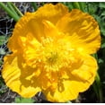 thumbnail image 2 of Champagne Yellow Icelandic Poppy - Vibrant Flowering Perennial for Garden Borders & Containers, Attracts Pollinators, Non-Toxic, Easy Care  1 Gallon (Pack of 10), 2 of 11
