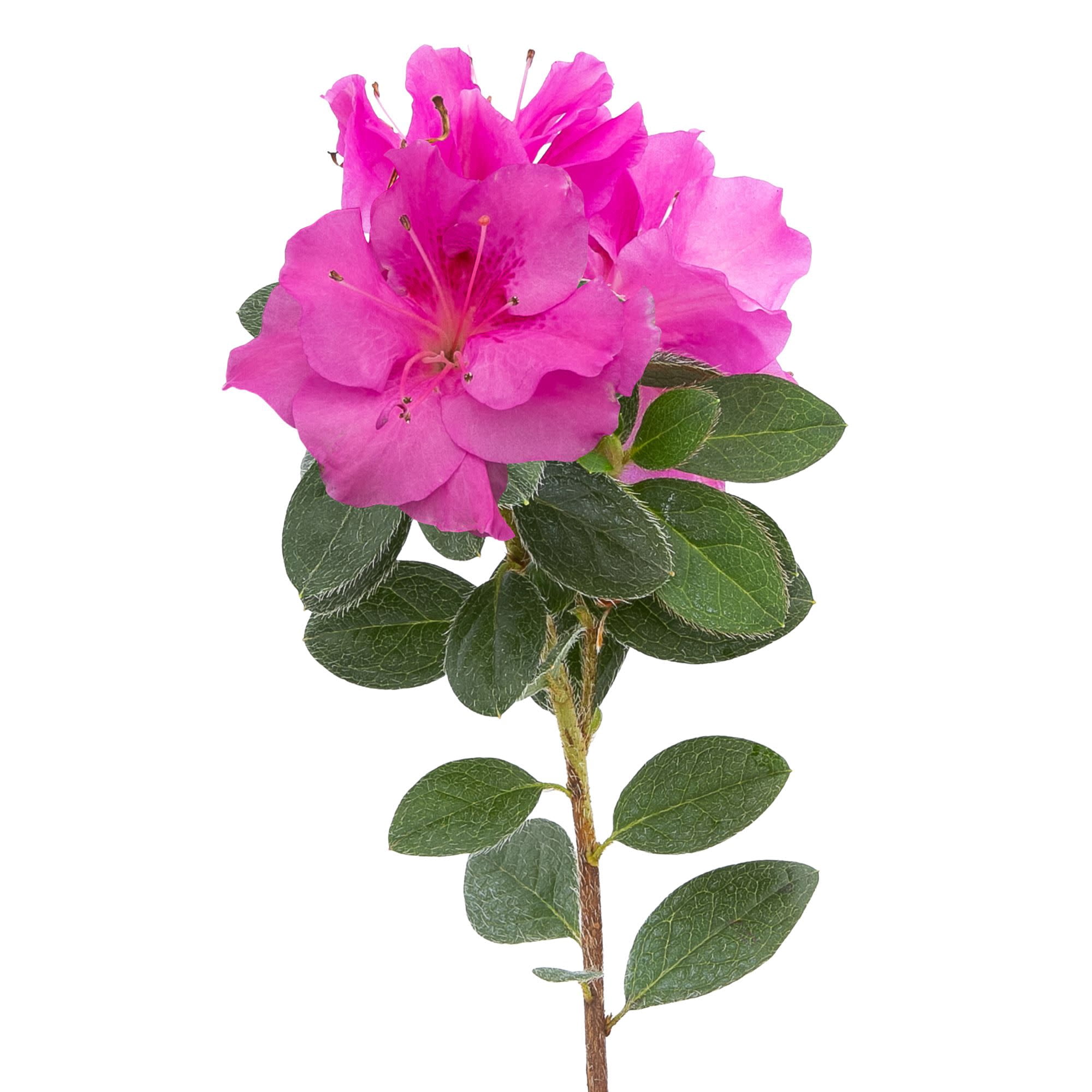 Proven Winners ColorChoice 5" Perfecto Mundo Double Purple Reblooming Azalea Live Plant in 4.5" Pot (4 Count)