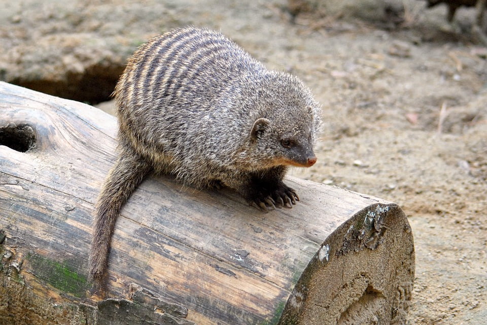 Animal Mammal Creature Mongoose Banded Mongoose-20 Inch By 30 Inch