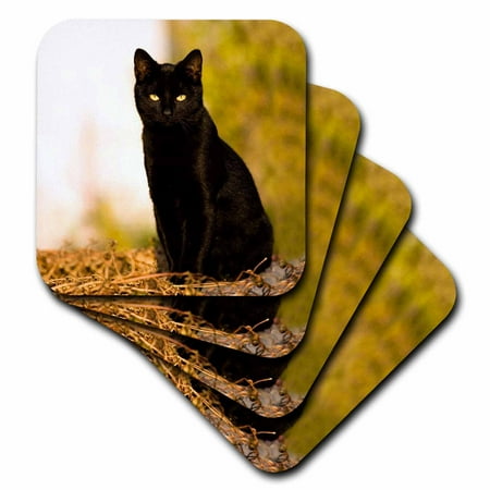 

Black Cat set of 4 Coasters - Soft cst-3163-1