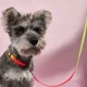 thumbnail image 4 of Correa Y Arnes Para Gato Y Perro Pequeño Ajustable Arcoíris, 4 of 7