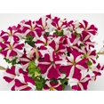 Expert Gardener 1 Pint Petunia Red Annual Outdoor Live Plants Full