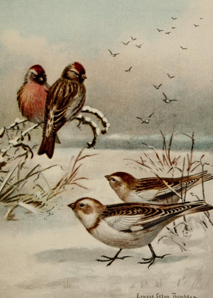 Bird Life 1901 Redp