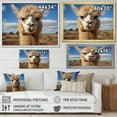 thumbnail image 4 of Designart "Vibrant Portrait Alpaca I" Animals Floater Framed Canvas Art Print, 4 of 7