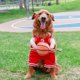 thumbnail image 5 of Basketball Player Dog Costume,dog Basketball Costume With Ball,small Medium Dogs, 5 of 5
