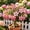 a, variant on Desert Rose-Easy Grow-Low Maintenance-Ideal for Beds Borders,Plant Pots & Planters