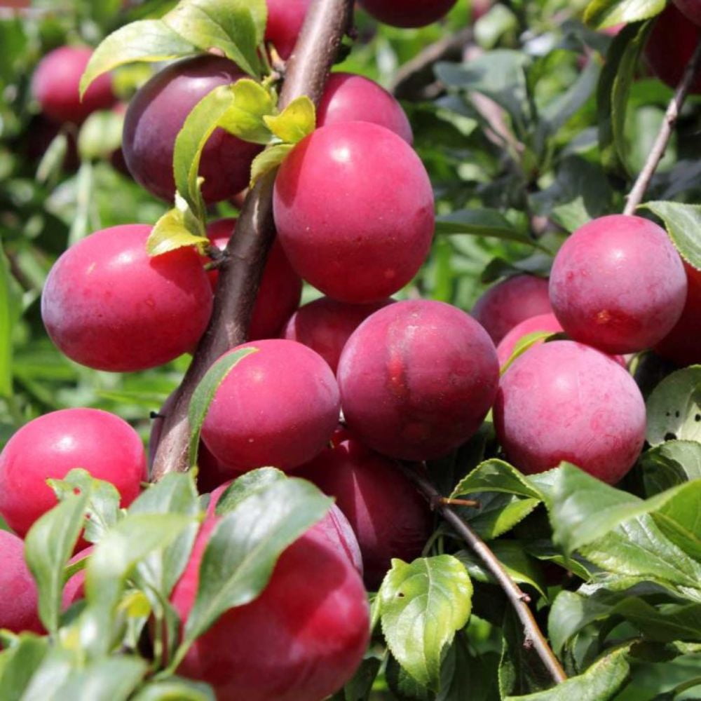 Expert Gardener 3-4 ft. tall Scarlet Beauty Plum Live Tree in 7- Gallon Grower Pot