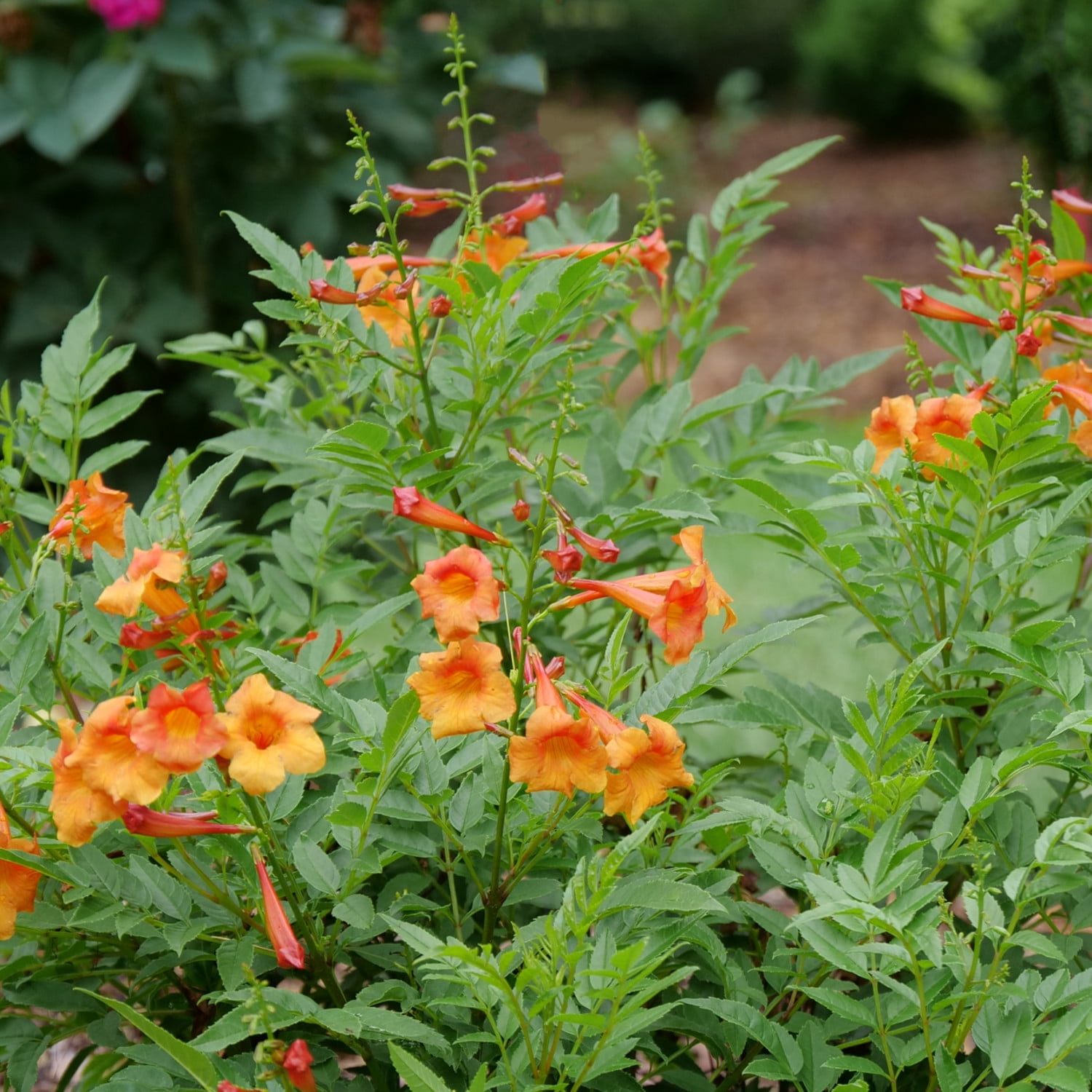 Proven Winners ColorChoice 5" Chicklet Orange Esperanza Live Plant in 4.5" Pot (4 Count)