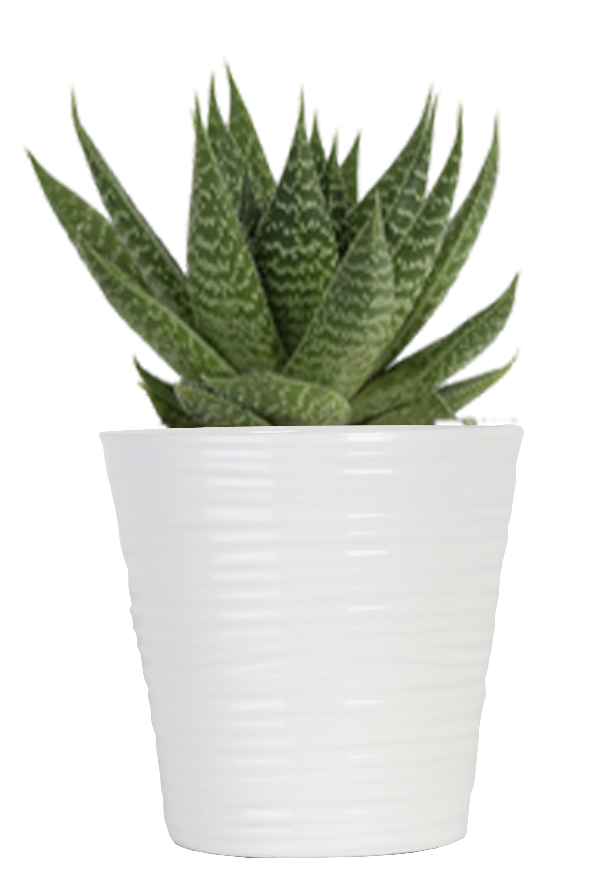 Costa Farms  Live Indoor 6in. Tall Green Haworthia; Bright, Direct Sunlight Plant in 5in. Ceramic Planter