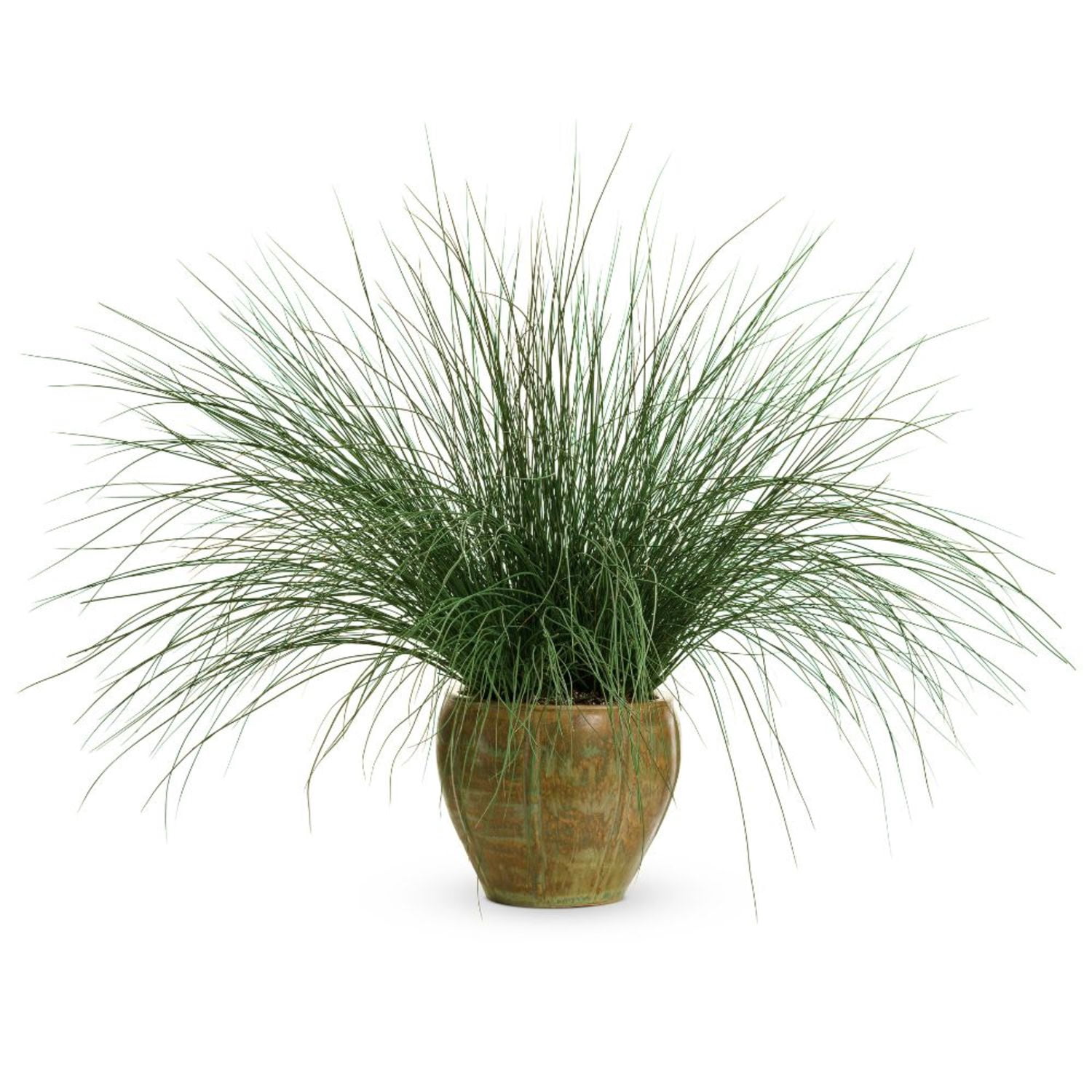Proven Winners 5" Graceful Grasses Blue Mohawk Soft Rush Live Plant in 4.5" Pot