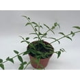 thumbnail image 2 of BubbleBlooms Luxurious Hoya Bella AFF. Lancifolia- Thriving 4 inch Potted Eleganct Plant, 2 of 8