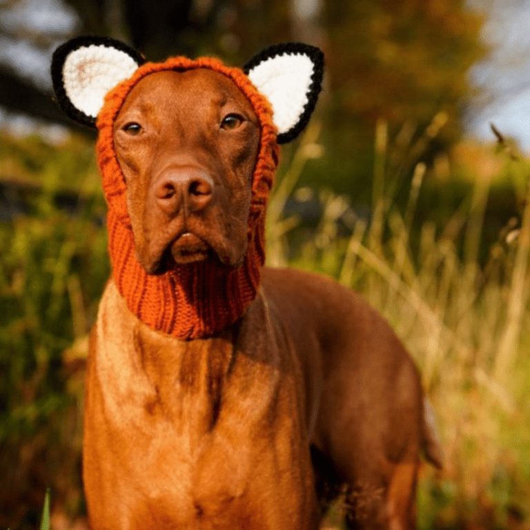 Zoo Snoods Fox Dog Costume with Warm Ear Wraps and Neck Coverage for Dogs Cute and Cozy Pet Outfit with Ear Flap Hood and Ears Perfect for Photos Fun Large Size