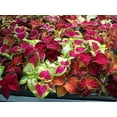 thumbnail image 4 of czcpp-Coleus Mix Indoor Annual Flower Seeds, 200 Seeds, 4 of 4
