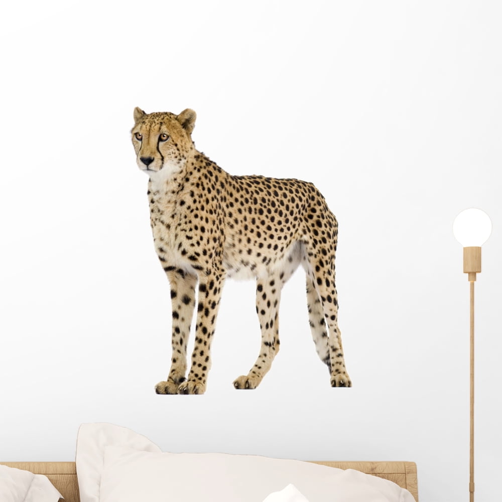 Cheetah Front White Wall Decal Sticker, Wallmonkeys Peel & Stick Vinyl