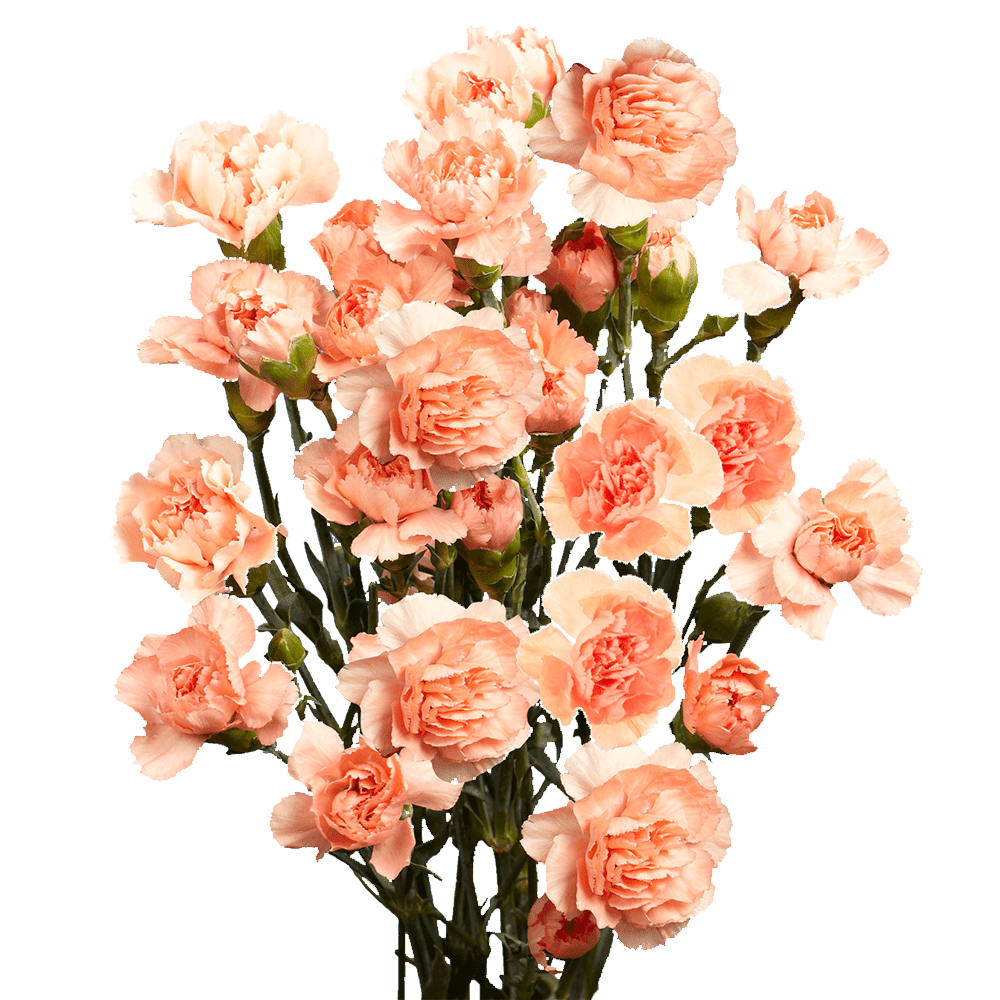 100 Stems Of Orange Spray Carnations Fresh Flower Delivery Walmart Com Walmart Com
