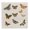 Vintage Butterfly Flight Wings Patterns, variant on Stupell Industries Insects Group on Black Black Framed Floater Canvas Wall Art, design by Dan Meneely