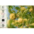 thumbnail image 5 of Bobelo Self Carbonating Hydration Packets, Crisp Apple Rush, Electrolytes Powder, 15 Count, 0.3 Oz, 5 of 6