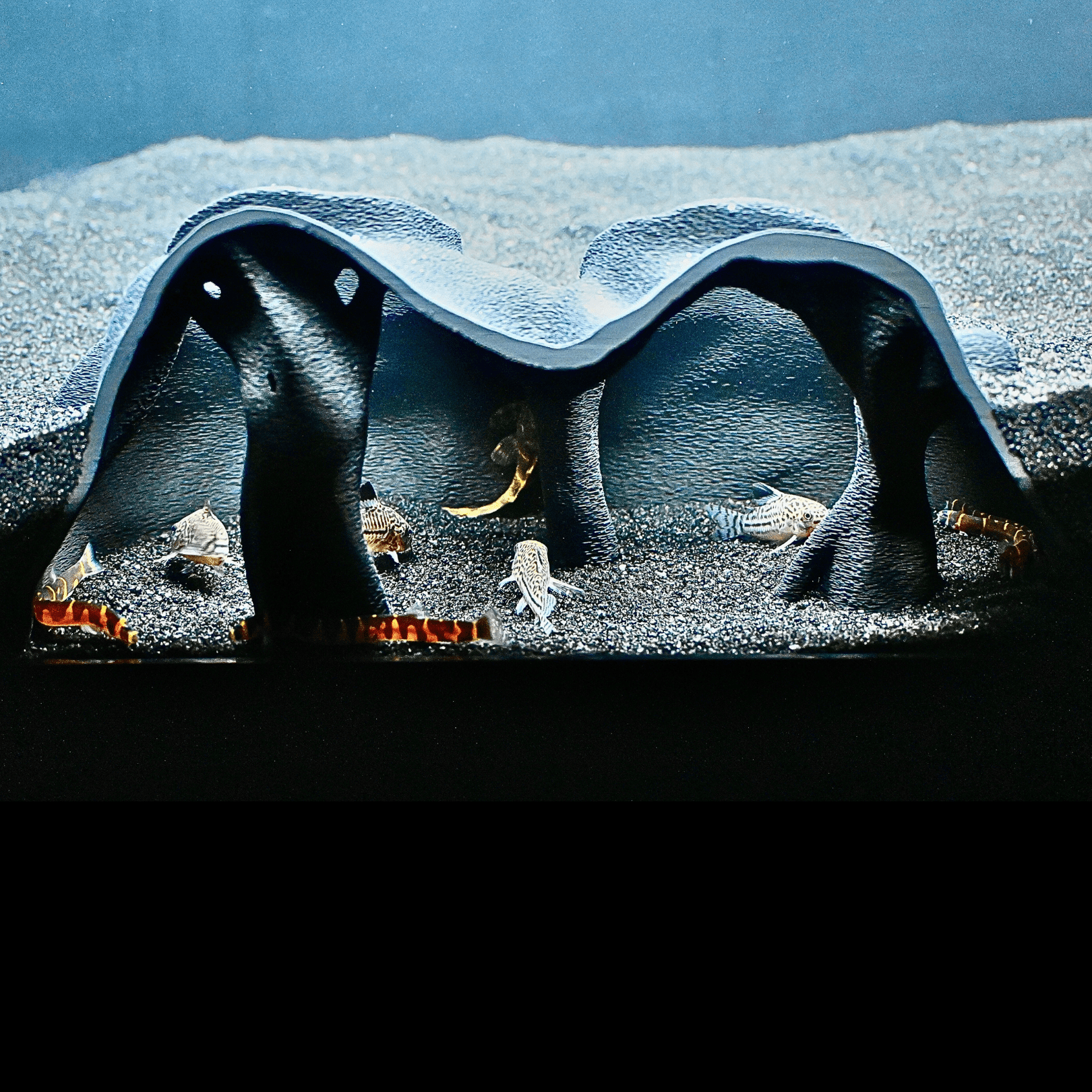 Aquarium Underground Cave Natural Mangrove Tree | Viewing Fish Under Gravel Tunnel Hide | Fish Tank Hideout Decor Decoration Enrichment for Corydora Catfish, Kuhli Loach, Clown Loach, Pleco, Betta