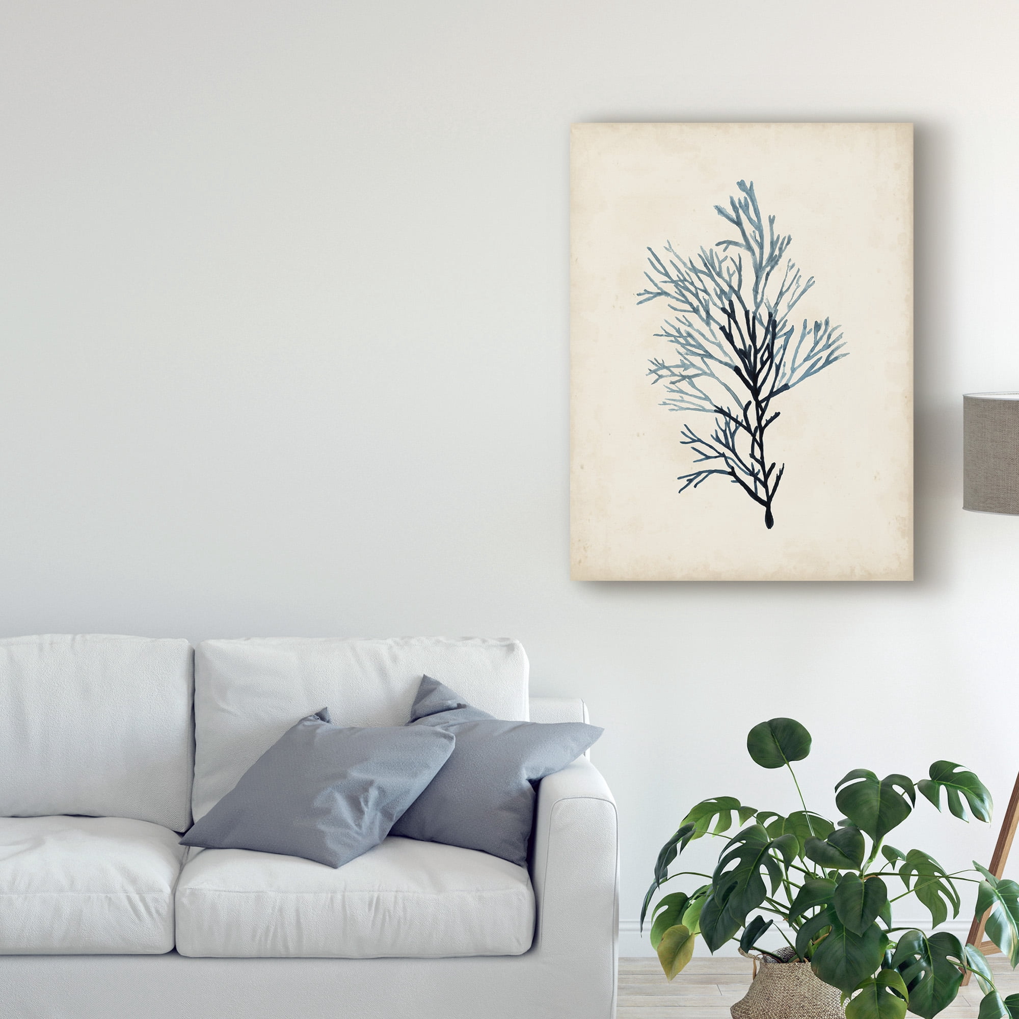 Trademark Fine Art 'Seaweed Specimens IV' Canvas Art by Naomi McCavitt