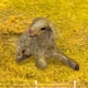 thumbnail image 3 of Modelo realista de oveja, figura de acción, juguete cognitivo, simulación de zoológico y granja. Cordero sentado, 3 of 8