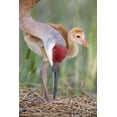 thumbnail image 2 of Morris, Arthur 17x24 White Modern Wood Framed Museum Art Print Titled - FL, Indian Lake Estates Sandhill crane and chick, 2 of 4
