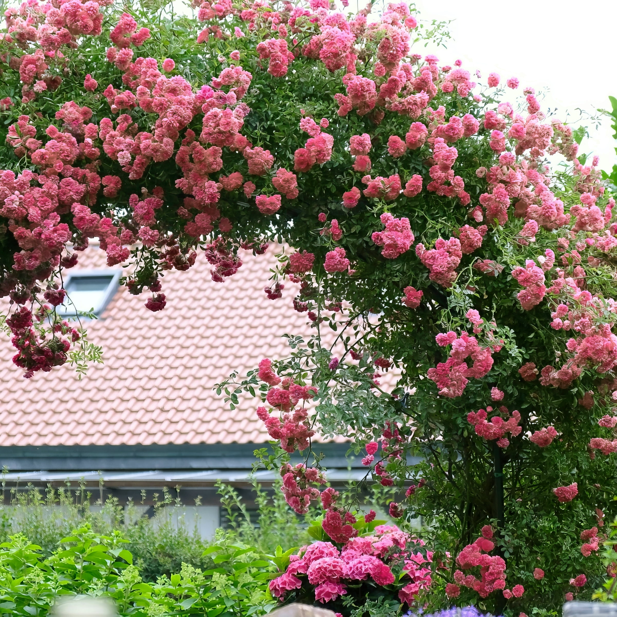 Live Bare Root Climbing Eden Rose Pretty in Pink with Full Live Bare Root Climbing Eden Rose Pretty in Pink with Full