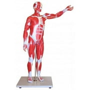 Vision Scientific Muscular Figure - 85cm Model, 27 Parts