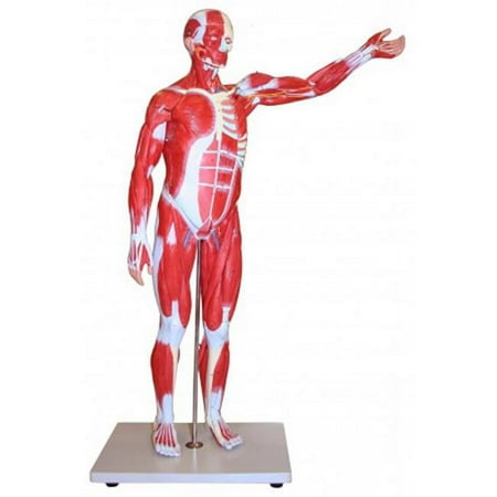 Vision Scientific Muscular Figure - 85cm Model, 27 Parts