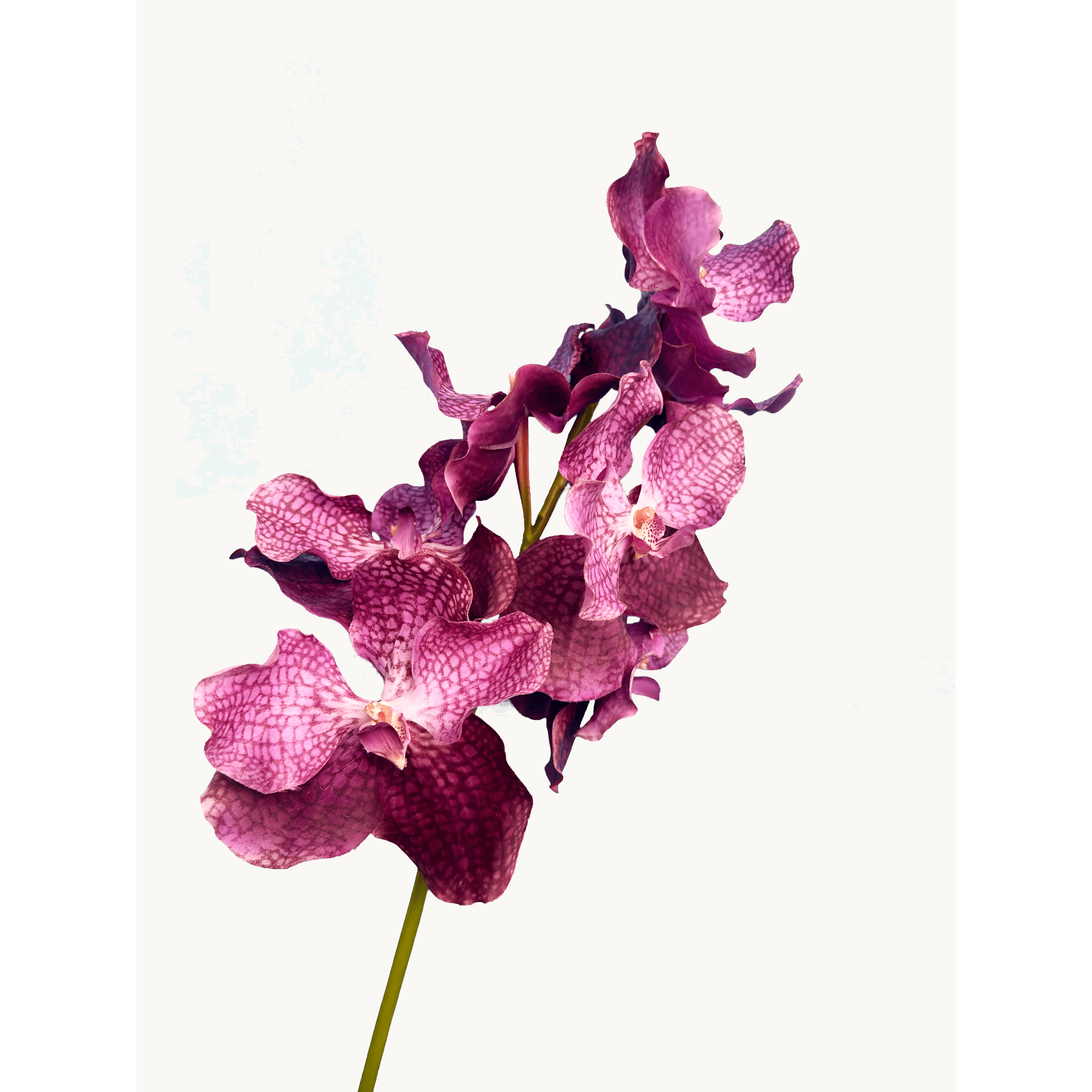 Amaranton 24" Real Touch Vanda Orchid - Reddish Purple 5Pcs Artificial Flowers Bouquet for Gift Home Decor Indoor Outdoor Faux Vanda Orchid Flower Fake Floral Arrangements