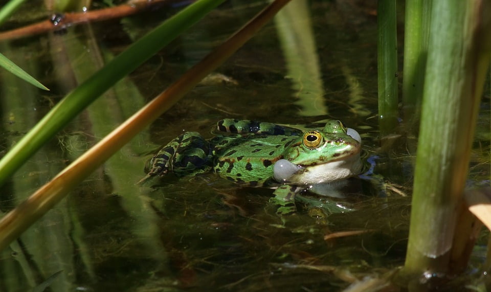 Pond Botanical Garden Frog Tree Frog Garden Pond24 Inch By 36 Inch
