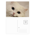 thumbnail image 1 of CAT White Kitty animal relajarse Set cumpleaños gracias tarjeta postal correo lado 20pcs, 1 of 3