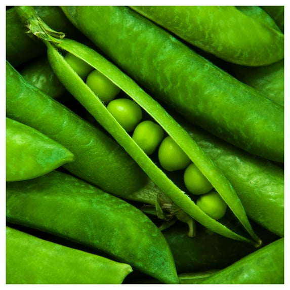 Everwilde Farms - 1 oz Early Frosty Garden Pea Seeds - Gold Vault Bulk Seed Packet