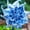 B, variant on Dahlia, Low Maintenance - Easy Grow - Ideal for Beds Borders, Plant Pots & Planters