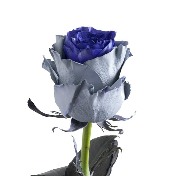 Painted Ural Roses - Farm Direct Fresh Cut Flowers - 50 Stems