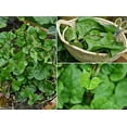 thumbnail image 4 of 100 Red Malabar spinach Seeds [Guyanese thick leaf callaloo] fast-growing vine, 4 of 5